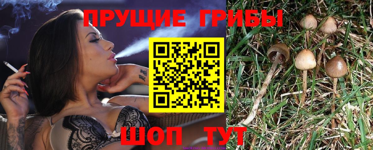 Псилоцибиновые грибы GOLDEN TEACHER Кашира